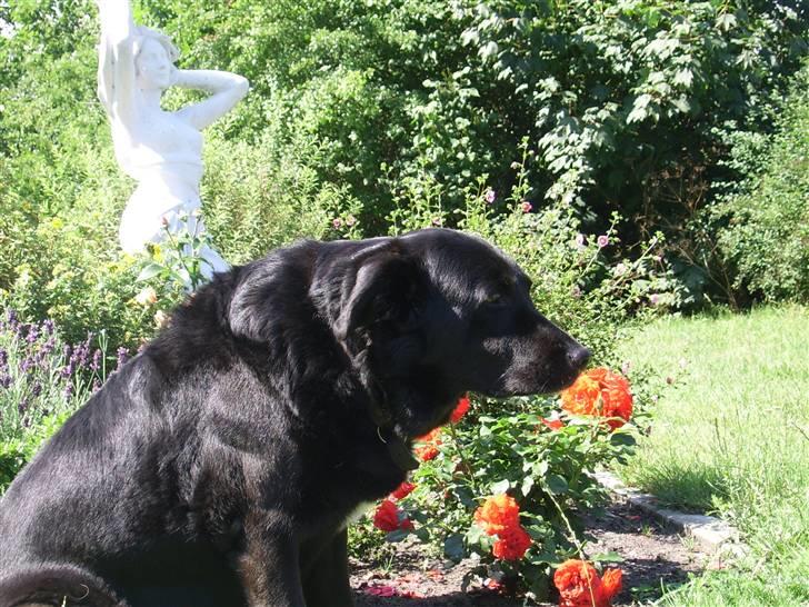 Blanding af racer Julie *R.I.P* billede 6