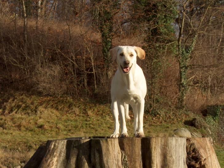 Blanding af racer Trista billede 10