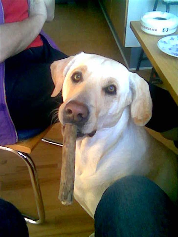 Blanding af racer Trista billede 11