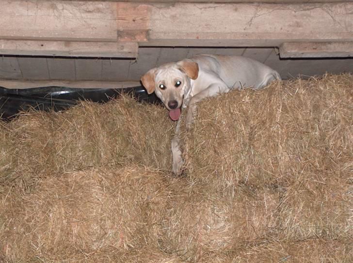 Blanding af racer Trista billede 13