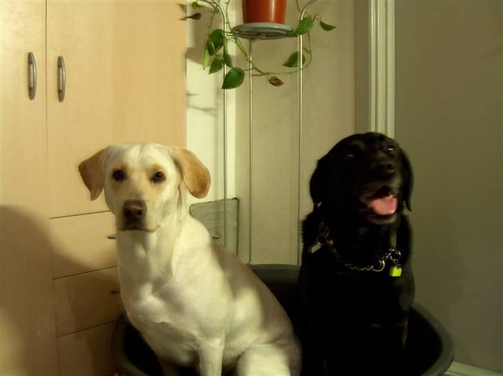 Blanding af racer Trista billede 16