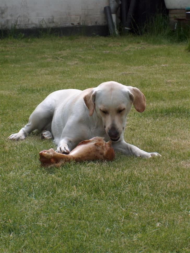 Blanding af racer Trista billede 17