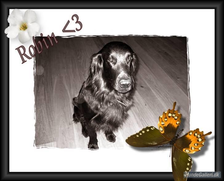 Flat coated retriever Robin - ja her er der så et billede af min skat som jeg har fået lavet billede 10
