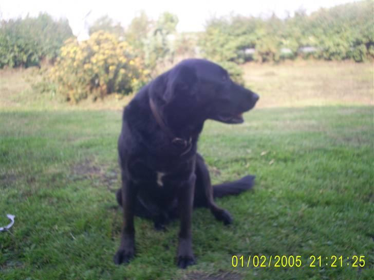 Blanding af racer Julie *R.I.P* billede 7