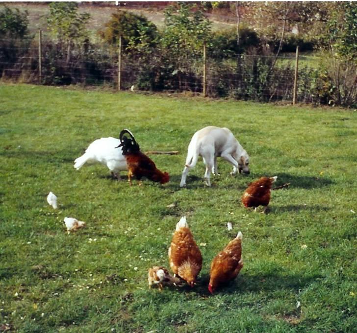 Blanding af racer Trista billede 19