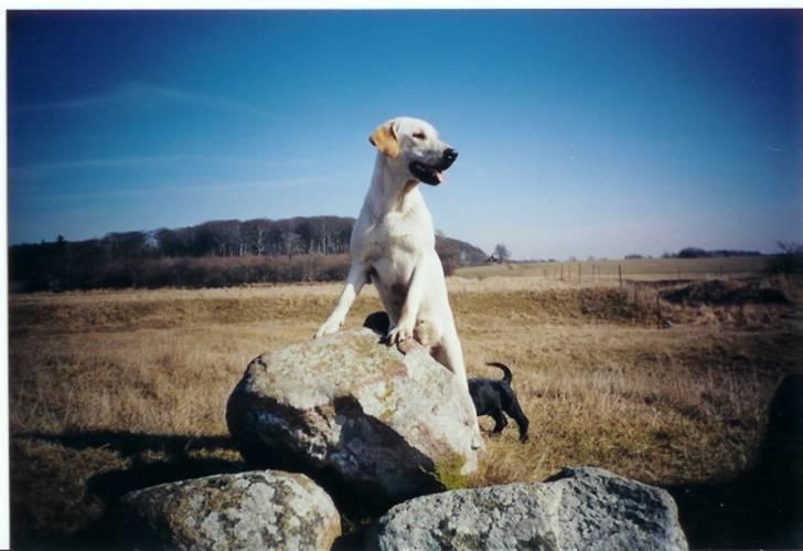 Blanding af racer Trista billede 20