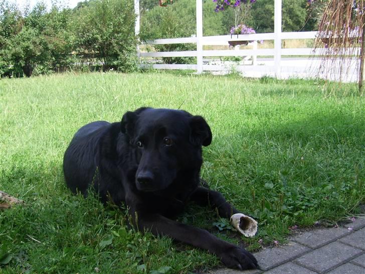 Blanding af racer Julie *R.I.P* billede 9