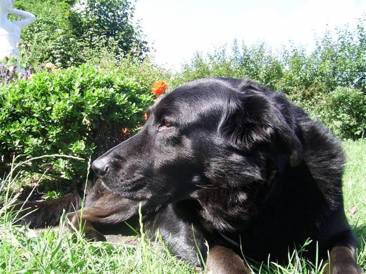 Blanding af racer Julie *R.I.P* billede 10