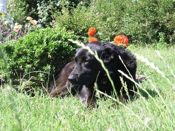 Blanding af racer Julie *R.I.P* billede 11