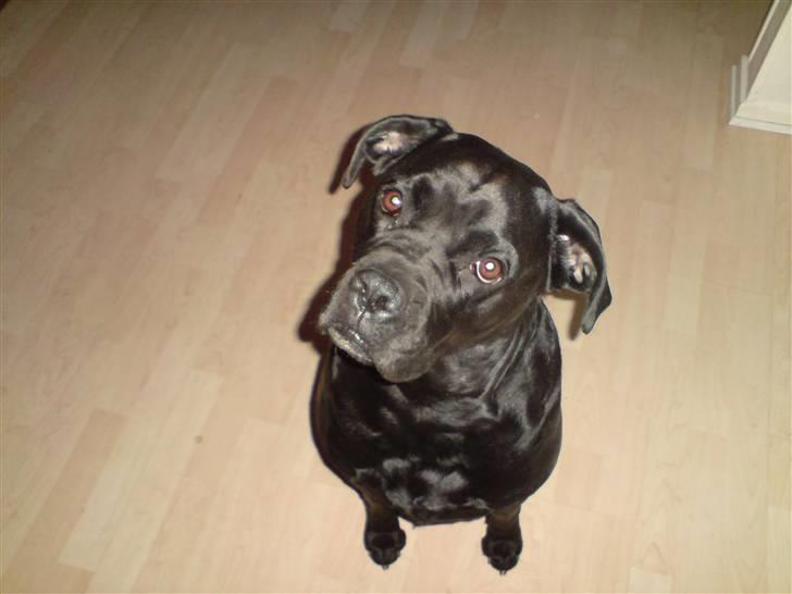 Blanding af racer Tickie T - A´ hva sagde du mor? billede 8