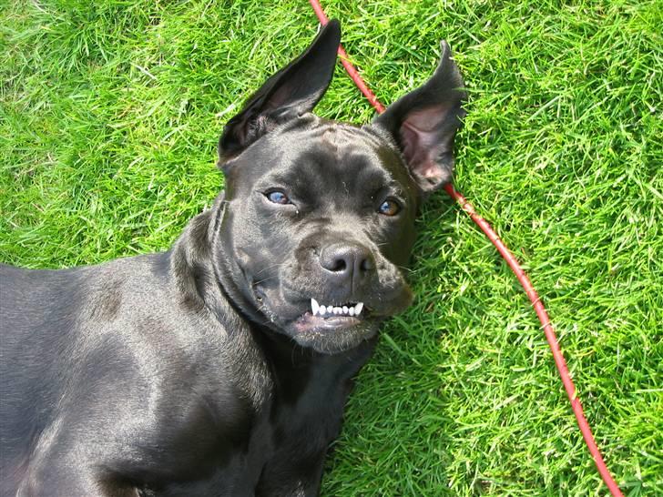 Blanding af racer Tickie T billede 9