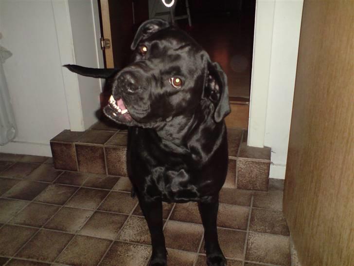 Blanding af racer Tickie T - Lalleglad.... Hvem? Mig?! billede 10