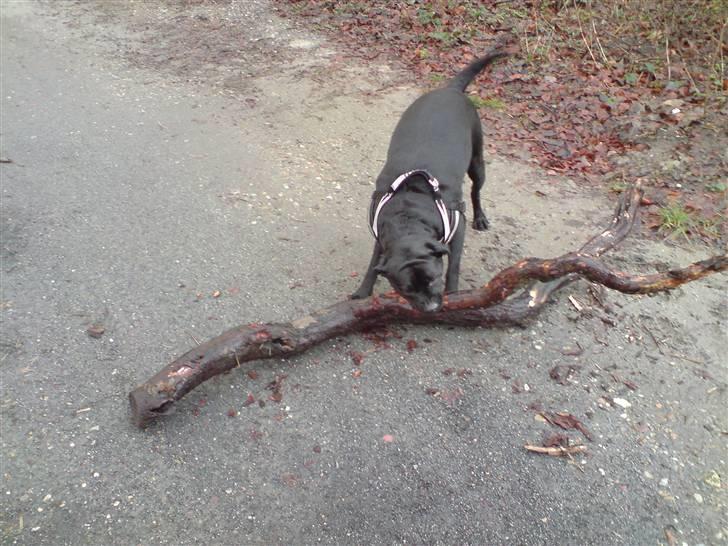 Blanding af racer Tickie T - Tja, hvorfor nøjes med en pind når man kan løfte et træ? billede 11