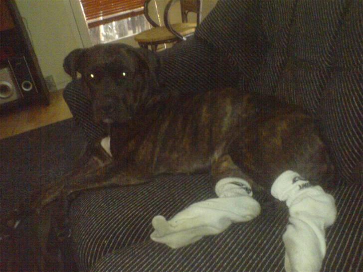 Amerikansk staffordshire terrier Bella Donna - Her har Bella fået sin fars sure sokker på... ADR... (NYT) billede 14