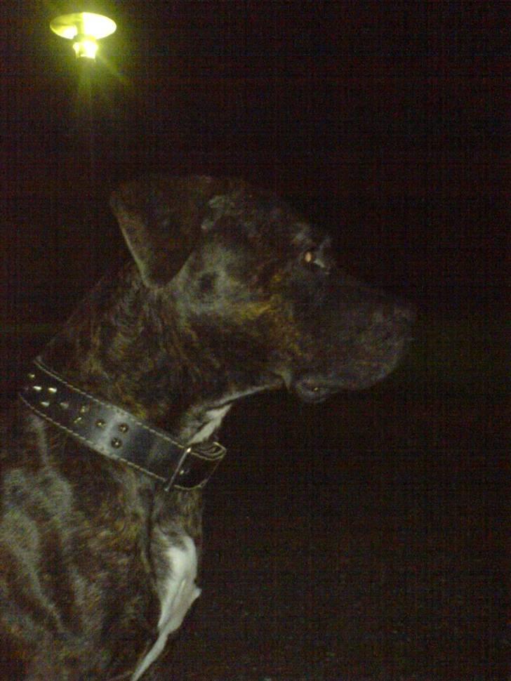 Amerikansk staffordshire terrier Bella Donna - Bella (NYT) billede 15