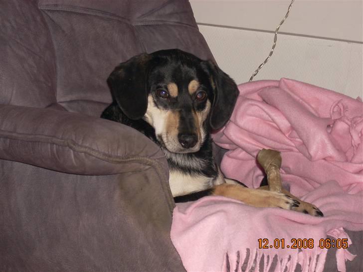 Blanding af racer Basse (solgt)  billede 16