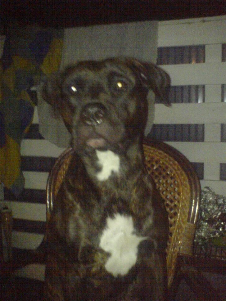 Amerikansk staffordshire terrier Bella Donna - Bella sidder med til bord en sommeraften... (NYT) billede 16