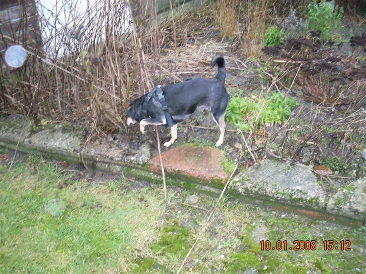 Blanding af racer Basse (solgt)  billede 19