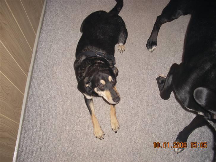 Blanding af racer Basse (solgt)  billede 20