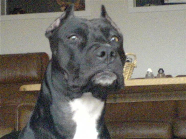 Amerikansk staffordshire terrier myrna - ond kan hun se ud.... billede 1