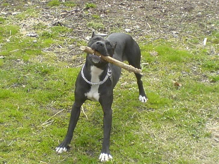 Amerikansk staffordshire terrier myrna - men hellere lege end at slå´s billede 2