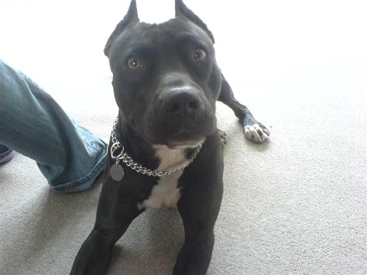 Amerikansk staffordshire terrier myrna - er jo altid nuttet og glad c",) billede 3