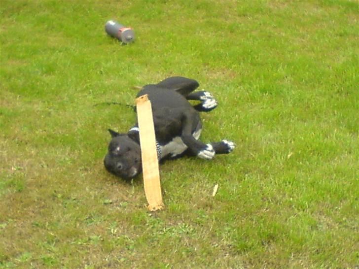 Amerikansk staffordshire terrier myrna - dog kan hun også gå kold billede 4