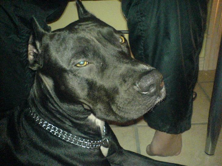 Amerikansk staffordshire terrier myrna - kan også være træt billede 5