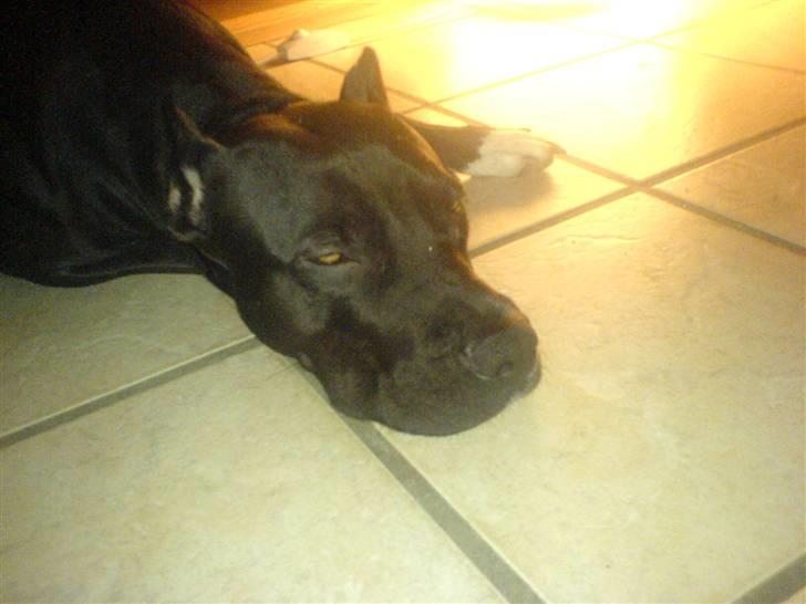 Amerikansk staffordshire terrier myrna - så er det man går kold billede 6