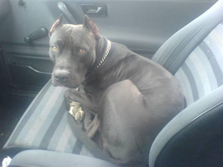 Amerikansk staffordshire terrier myrna - fungere som sæde varme billede 7