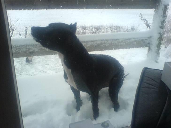 Amerikansk staffordshire terrier myrna - men bryder sig ikk om kulden billede 8