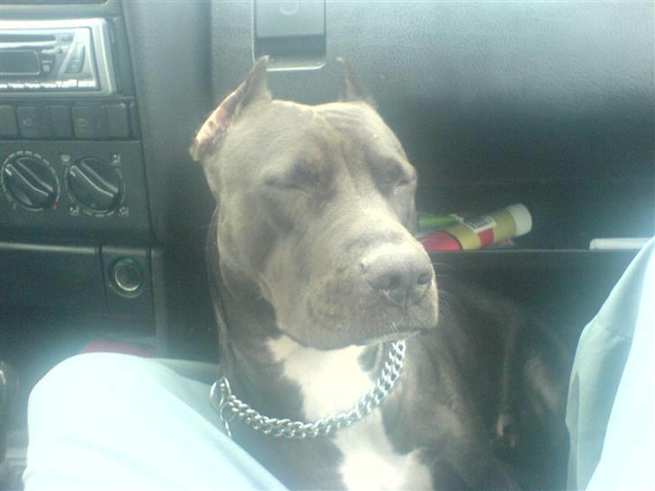 Amerikansk staffordshire terrier myrna - vil altid være med i bilen billede 9