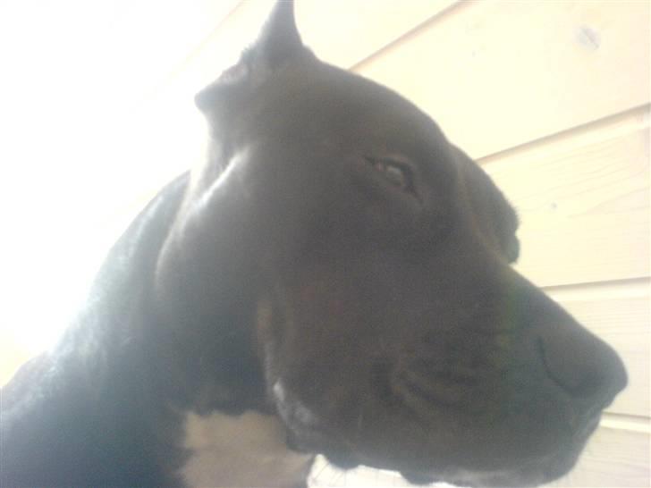 Amerikansk staffordshire terrier myrna - vil gerne ha over blik billede 10