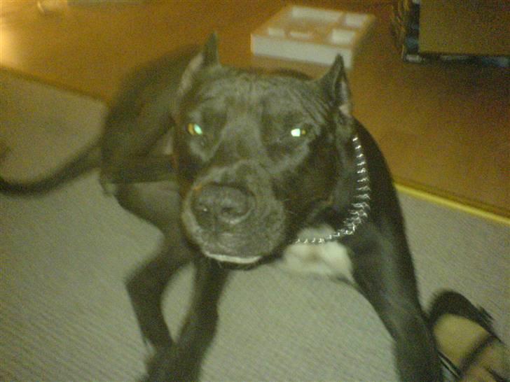 Amerikansk staffordshire terrier myrna - man må jo nogen gange selv klø sig når der ikk er andre der gider billede 11