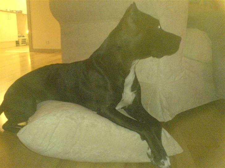 Amerikansk staffordshire terrier myrna - man skal jo ligge godt billede 12