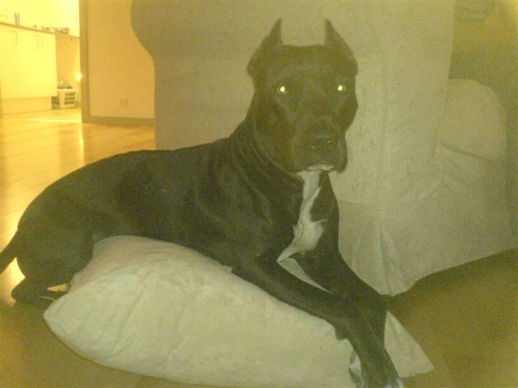 Amerikansk staffordshire terrier myrna - og holde øje med hva der sker billede 13