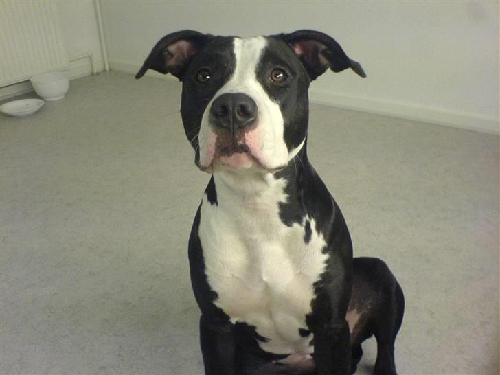 Amerikansk staffordshire terrier Chili R.I.P billede 1