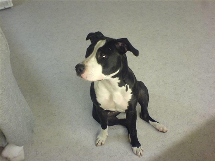 Amerikansk staffordshire terrier Chili R.I.P billede 2