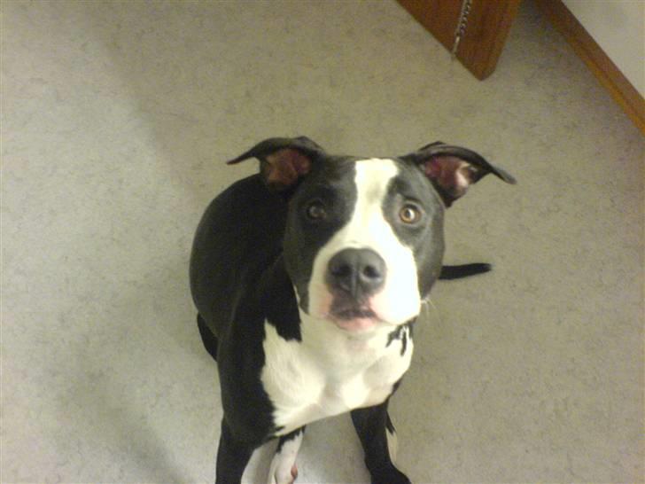 Amerikansk staffordshire terrier Chili R.I.P billede 3