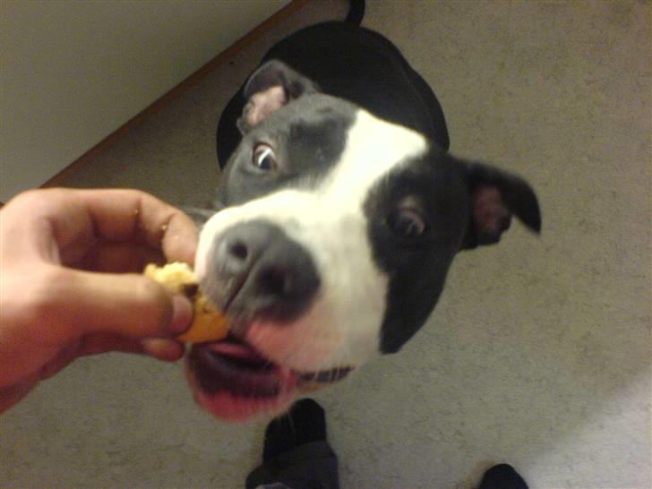 Amerikansk staffordshire terrier Chili R.I.P billede 4