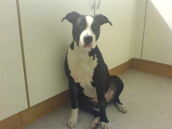 Amerikansk staffordshire terrier Chili R.I.P billede 5