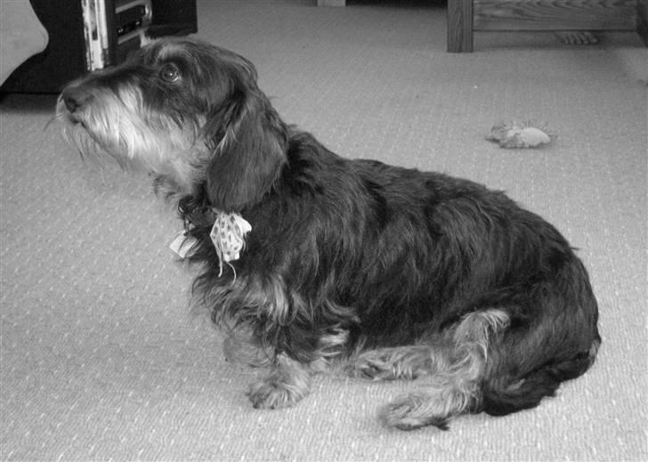 Gravhund Thilde billede 1