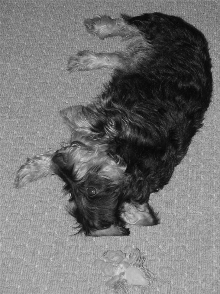 Gravhund Thilde billede 2