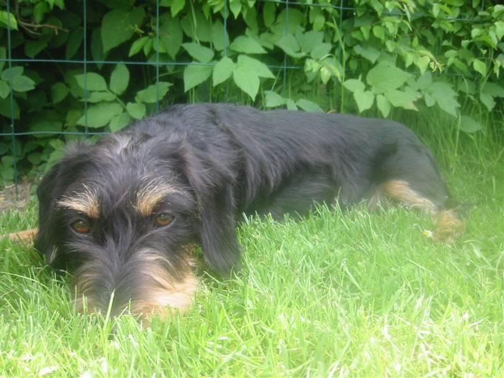 Gravhund Thilde billede 3