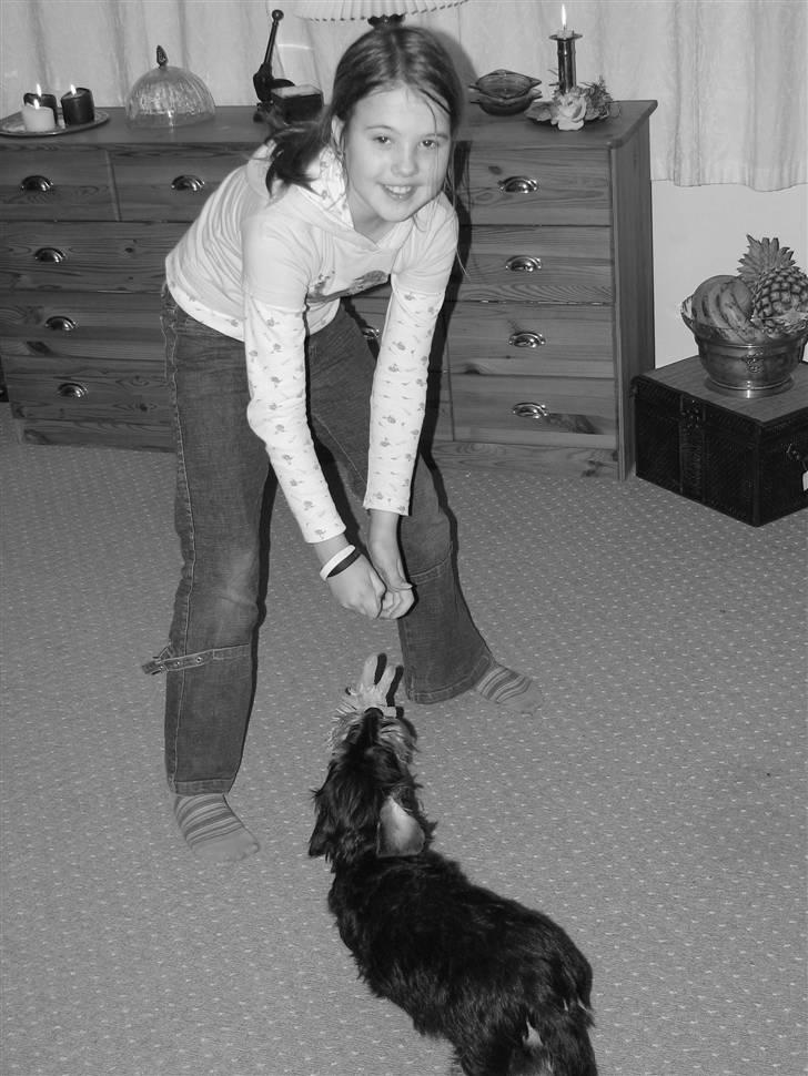 Gravhund Thilde billede 4