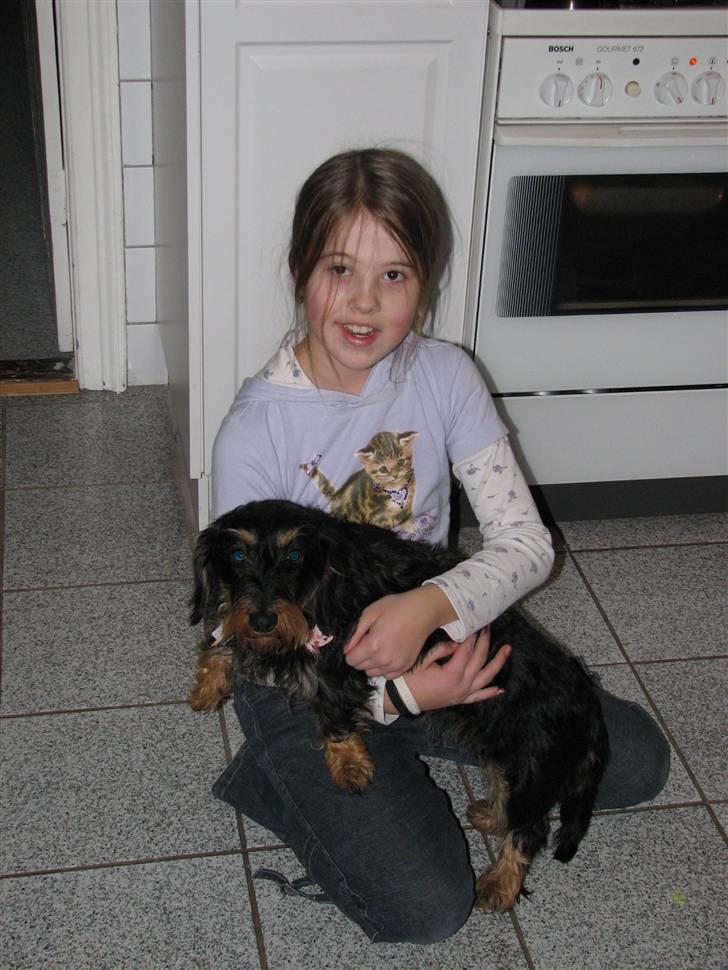 Gravhund Thilde billede 5