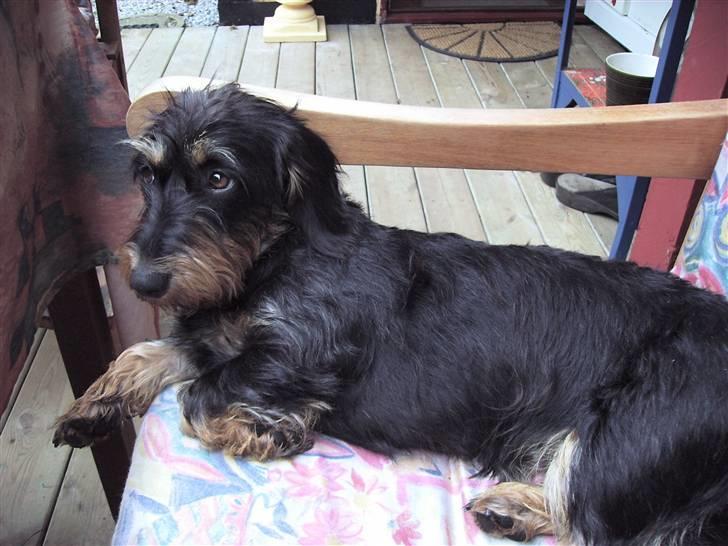 Gravhund Thilde billede 6