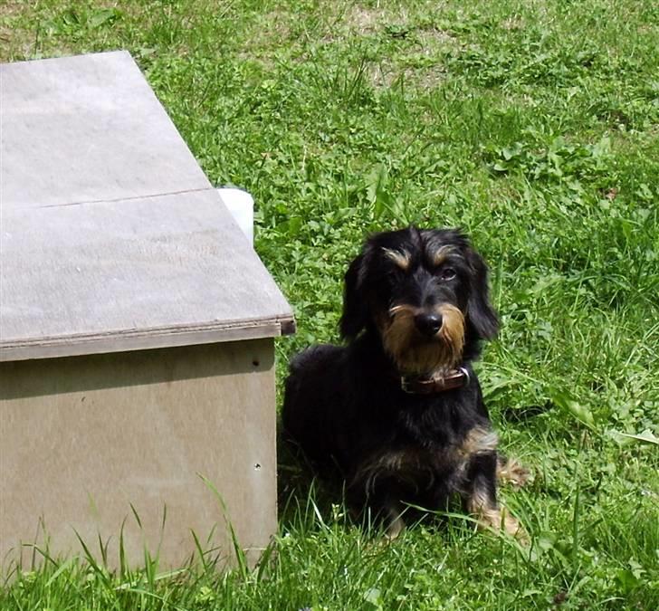 Gravhund Thilde billede 7