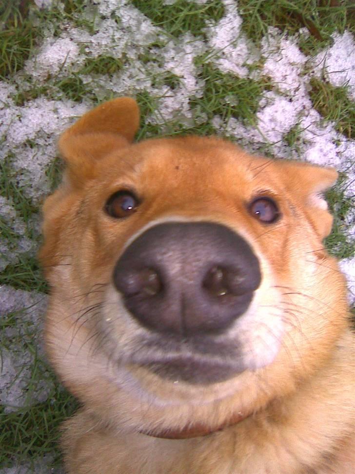 Schæferhund Bella billede 15