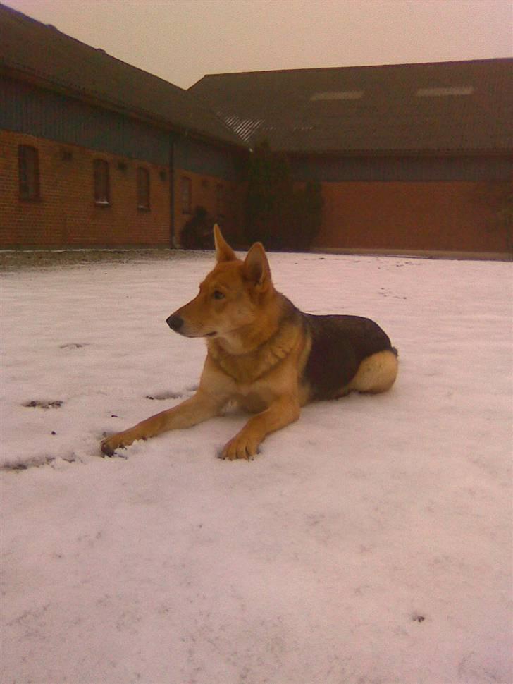 Schæferhund Bella billede 16